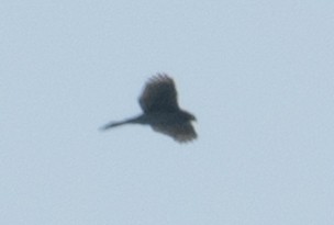 Accipiter sp. - Sean Fraser