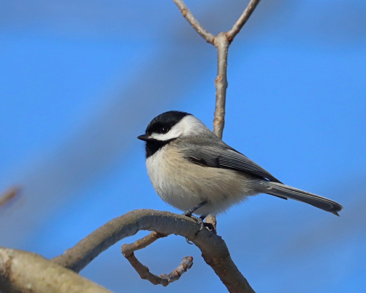 Carolina Chickadee - ML615373011