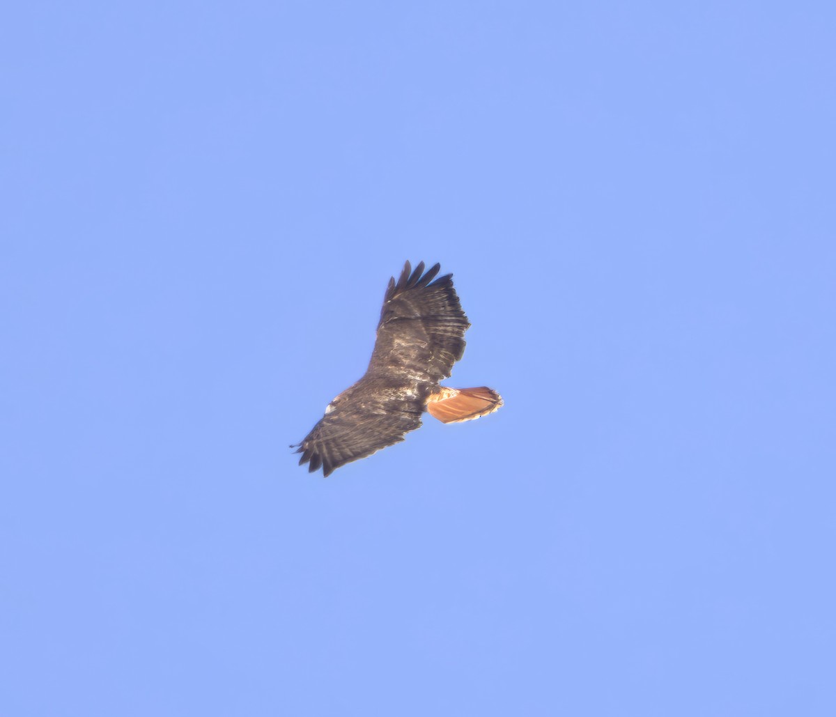 Red-tailed Hawk (borealis) - David Nicosia