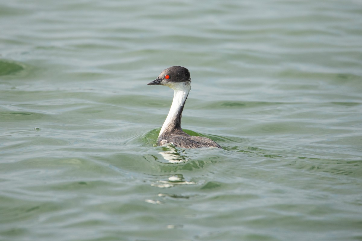 Silvery Grebe (Andean) - ML615373113