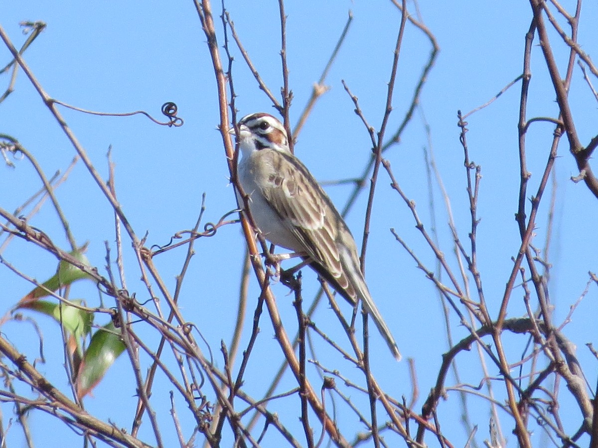 Lark Sparrow - ML615373138