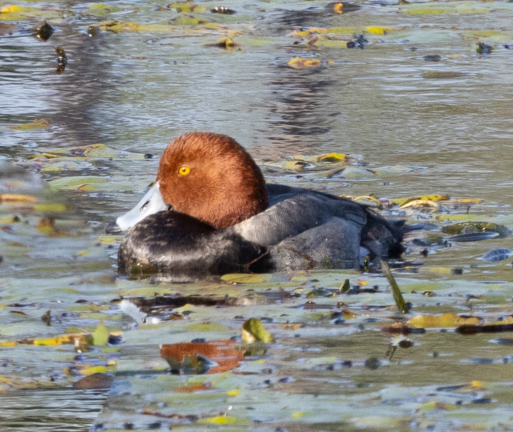 Redhead - ML615373231