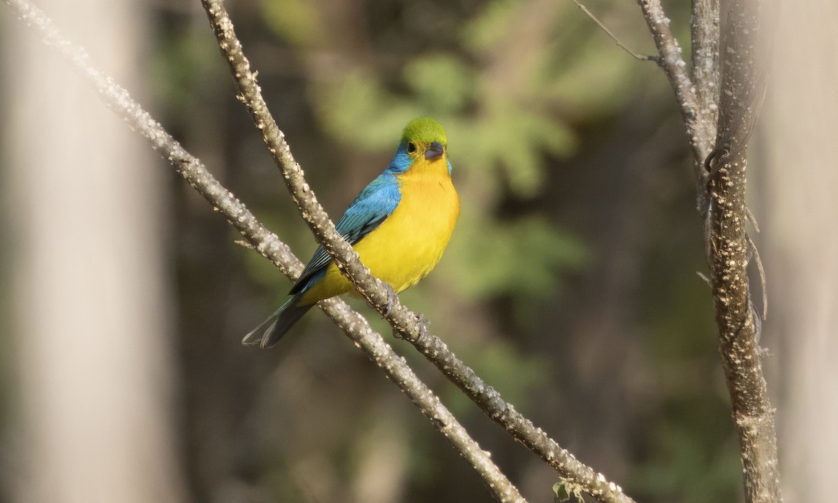 Orange-breasted Bunting - ML615373241