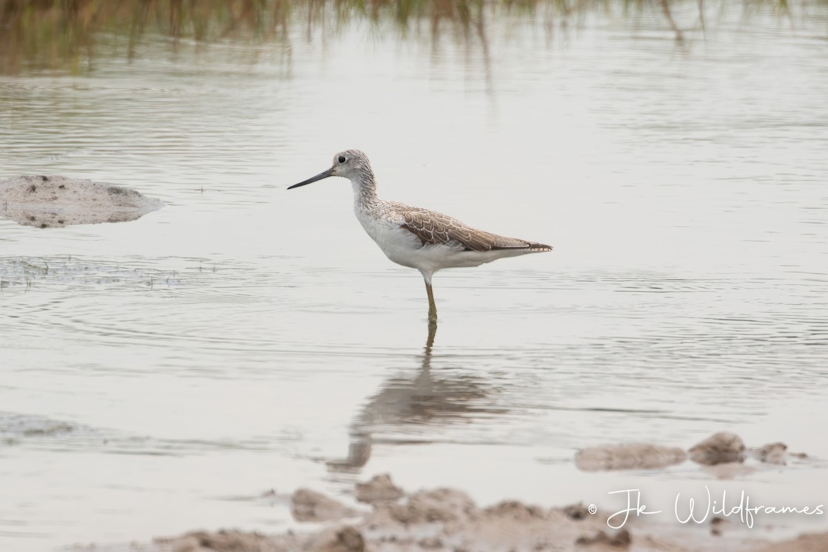 Common Greenshank - ML615373299