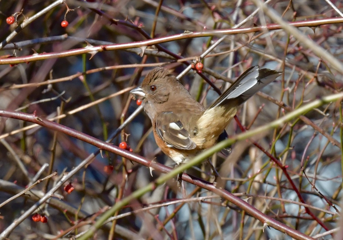 Eastern Towhee - ML615373391