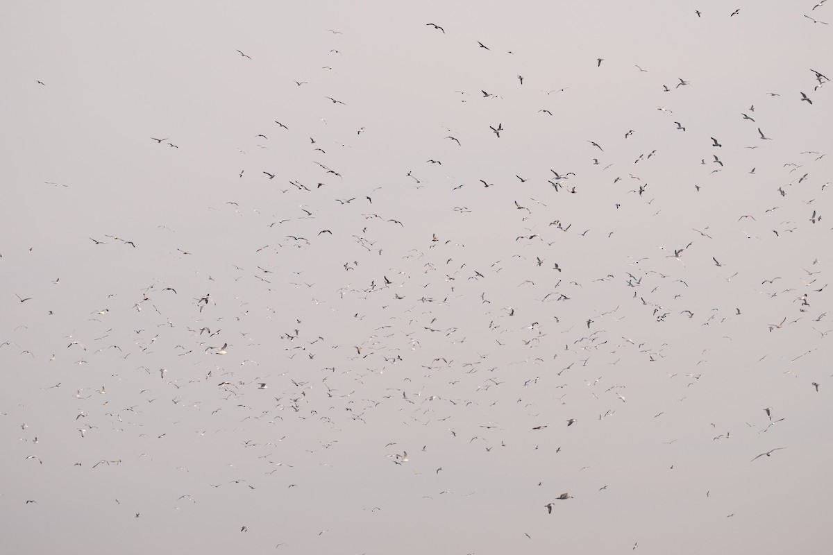 tanımsız Larus sp. - ML615373410