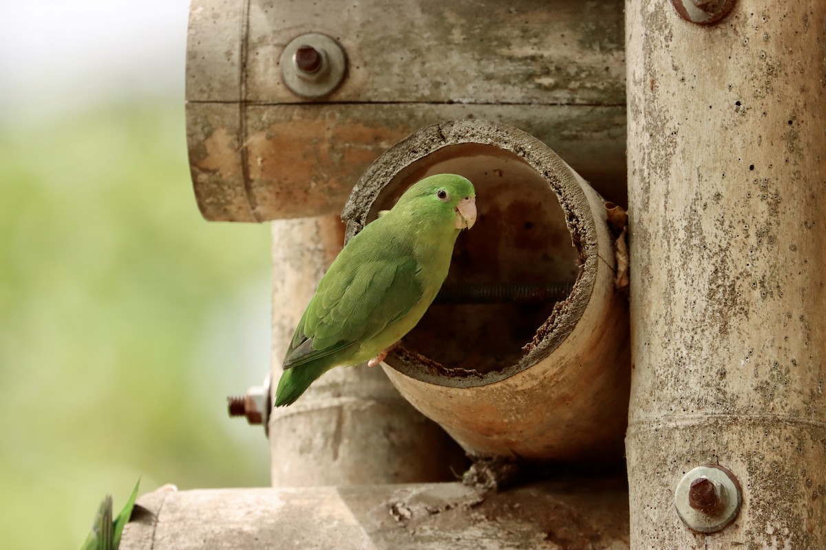 Spectacled Parrotlet - ML615373449