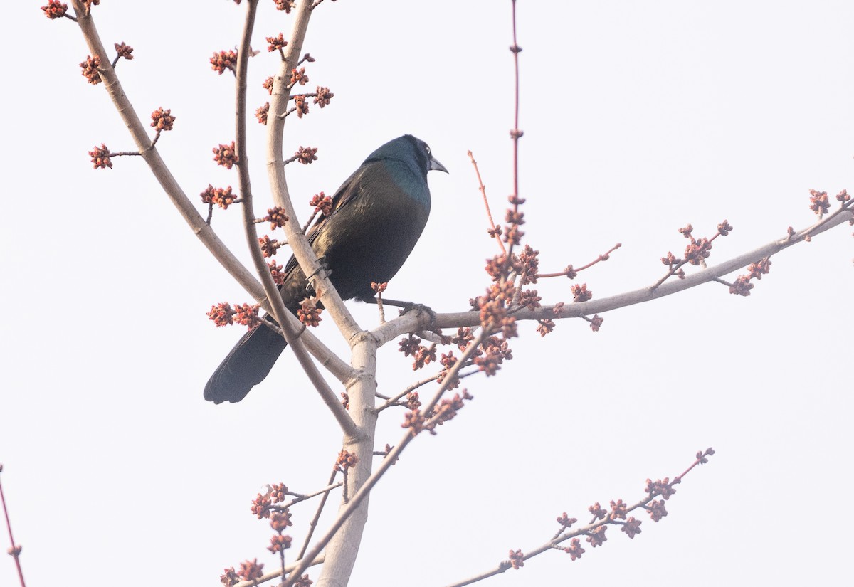 Common Grackle - ML615373458