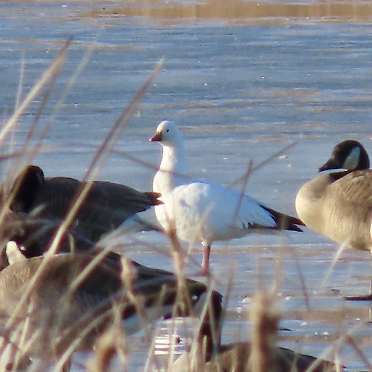 Ross's Goose - ML615373516