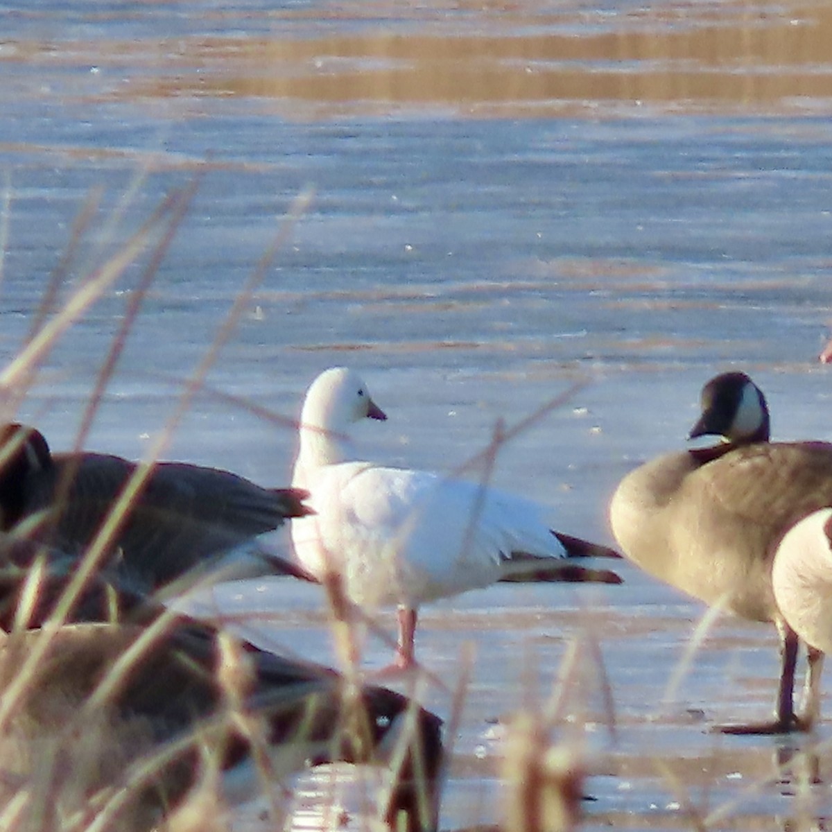 Ross's Goose - ML615373517