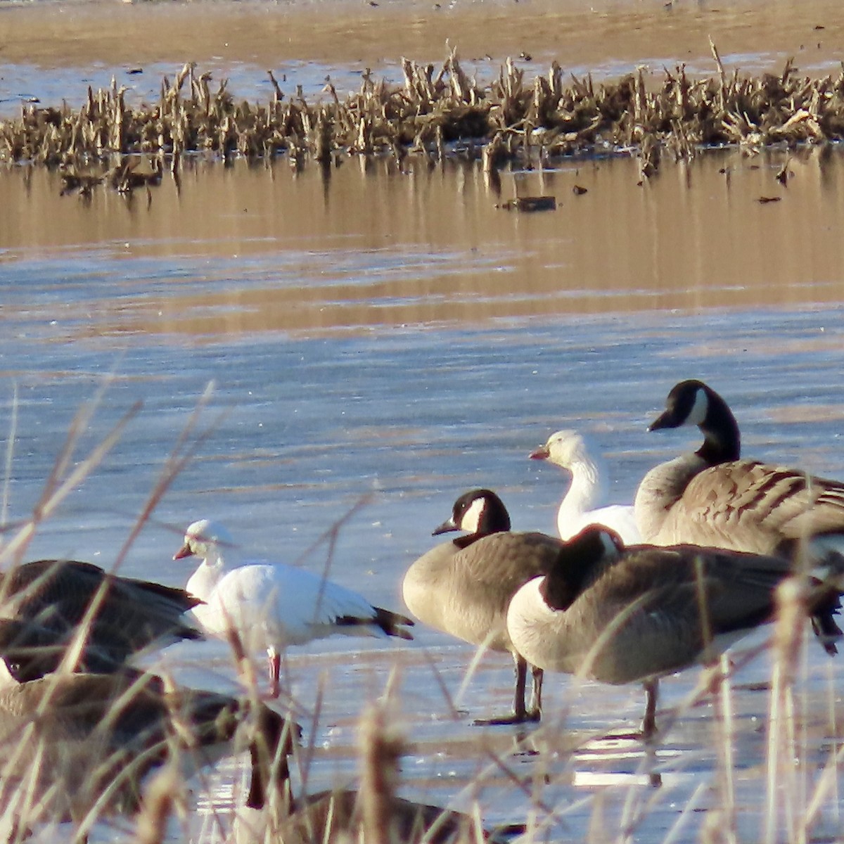 Ross's Goose - ML615373518