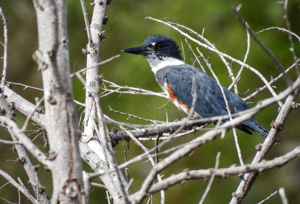 Belted Kingfisher - ML615373574