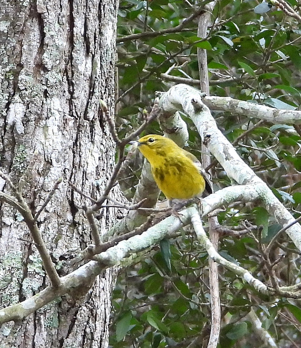 Pine Warbler - ML615373583