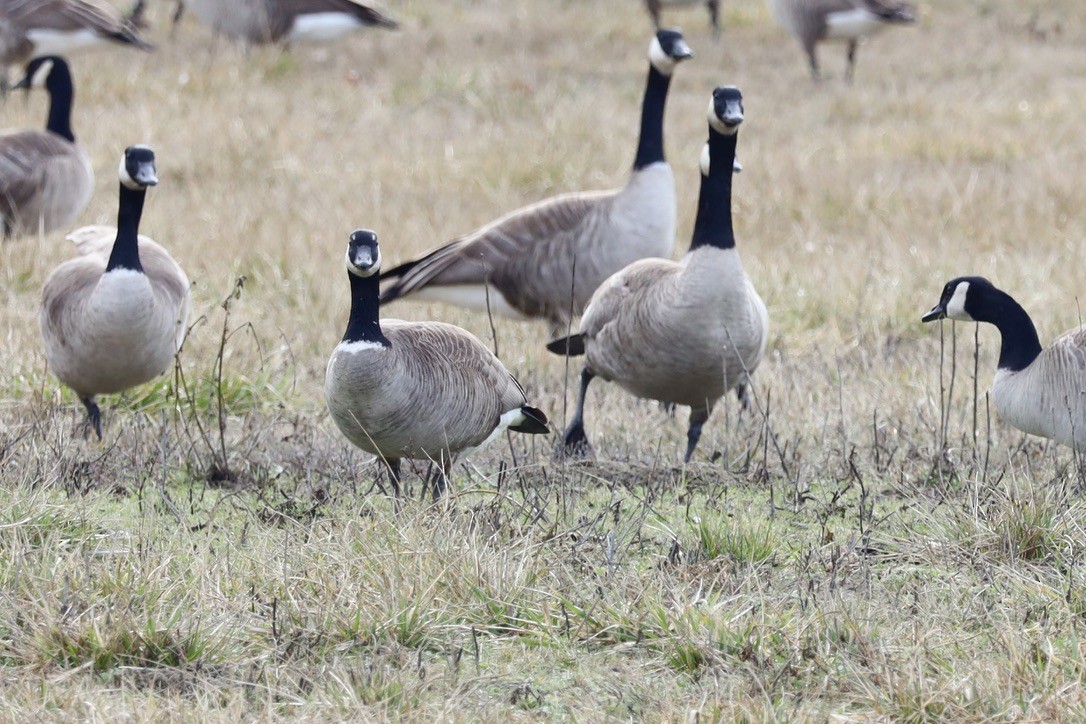 tanımsız Branta sp. - ML615373584