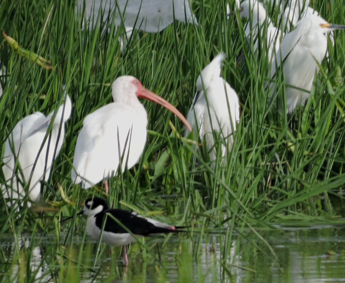 White Ibis - ML615373603