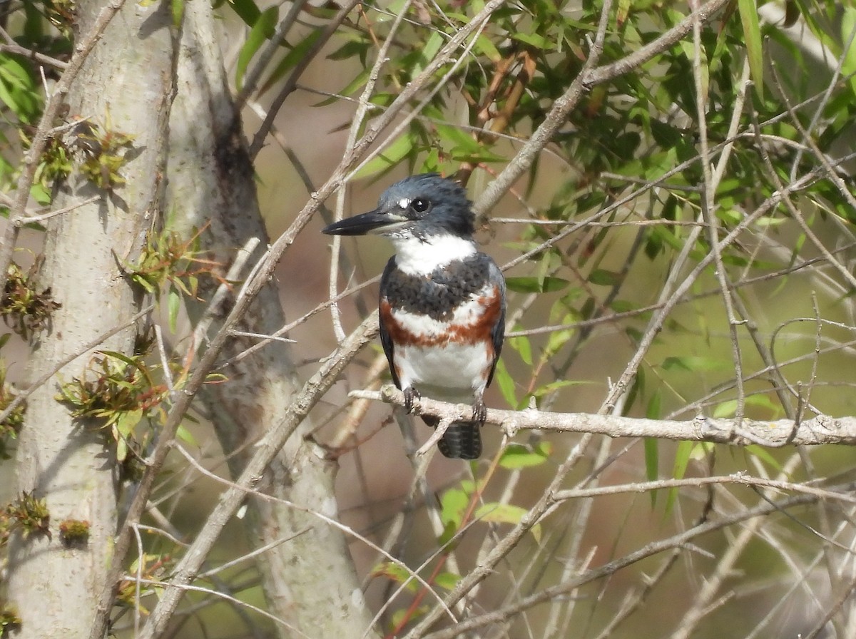 Belted Kingfisher - ML615373608