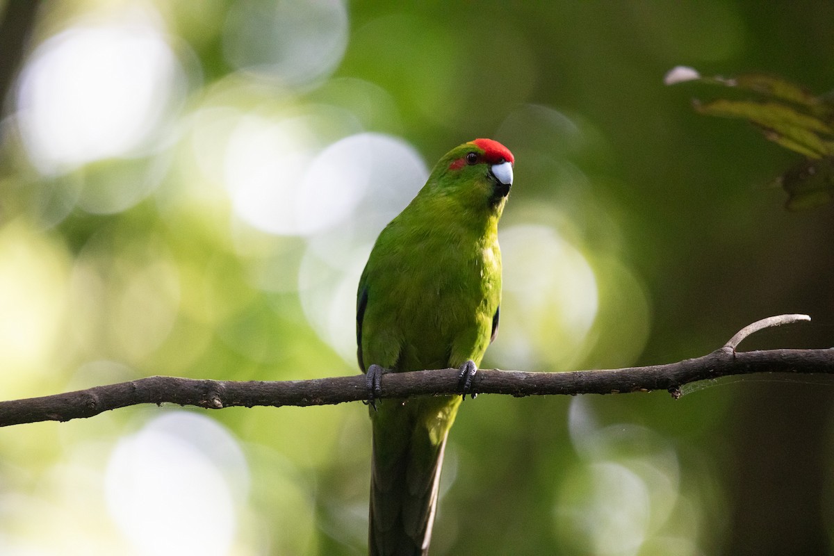 Red-crowned Parakeet - ML615373618