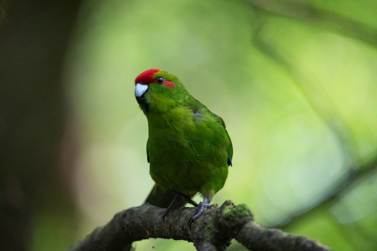 Red-crowned Parakeet - ML615373619