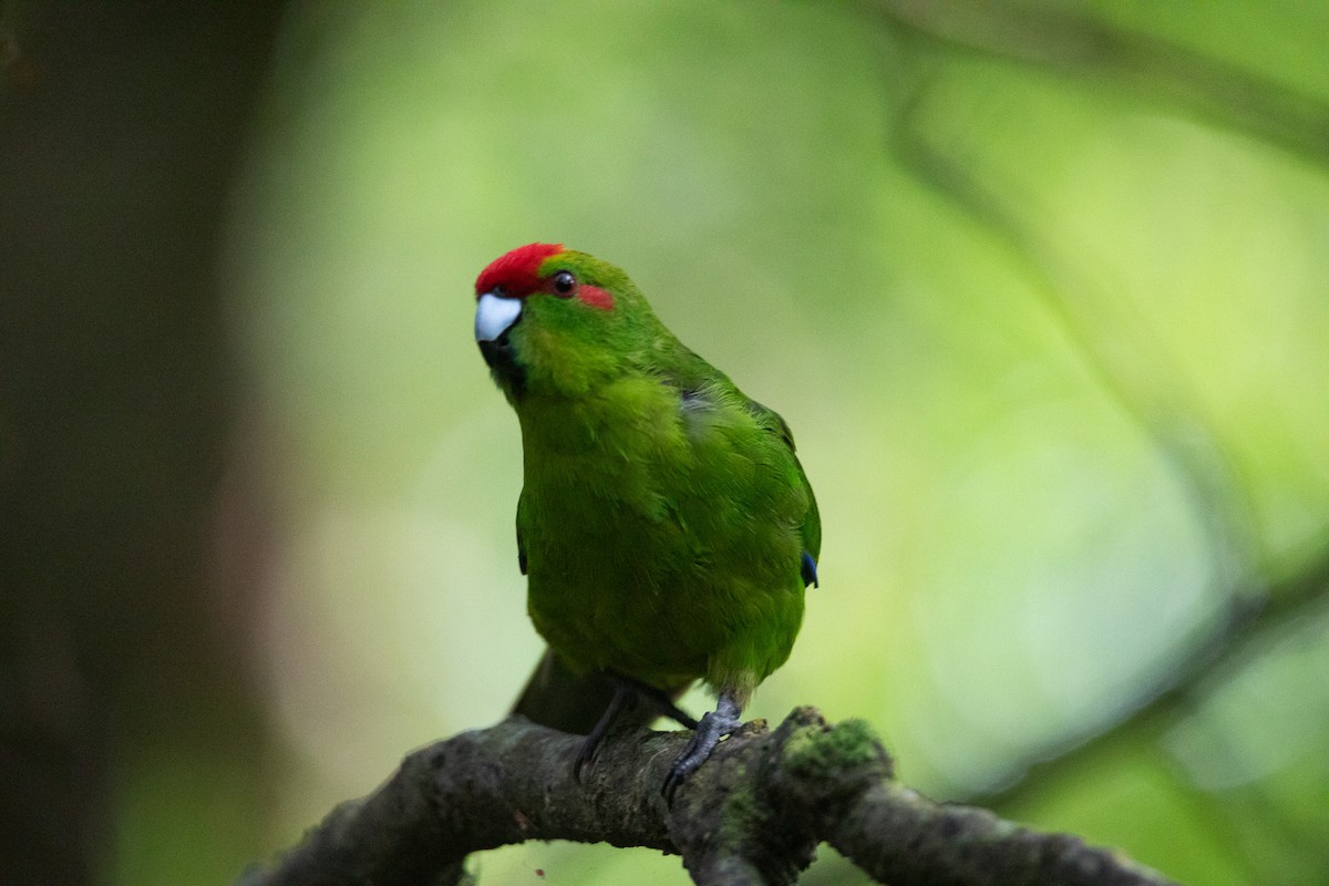 Perico Maorí Cabecirrojo - ML615373619