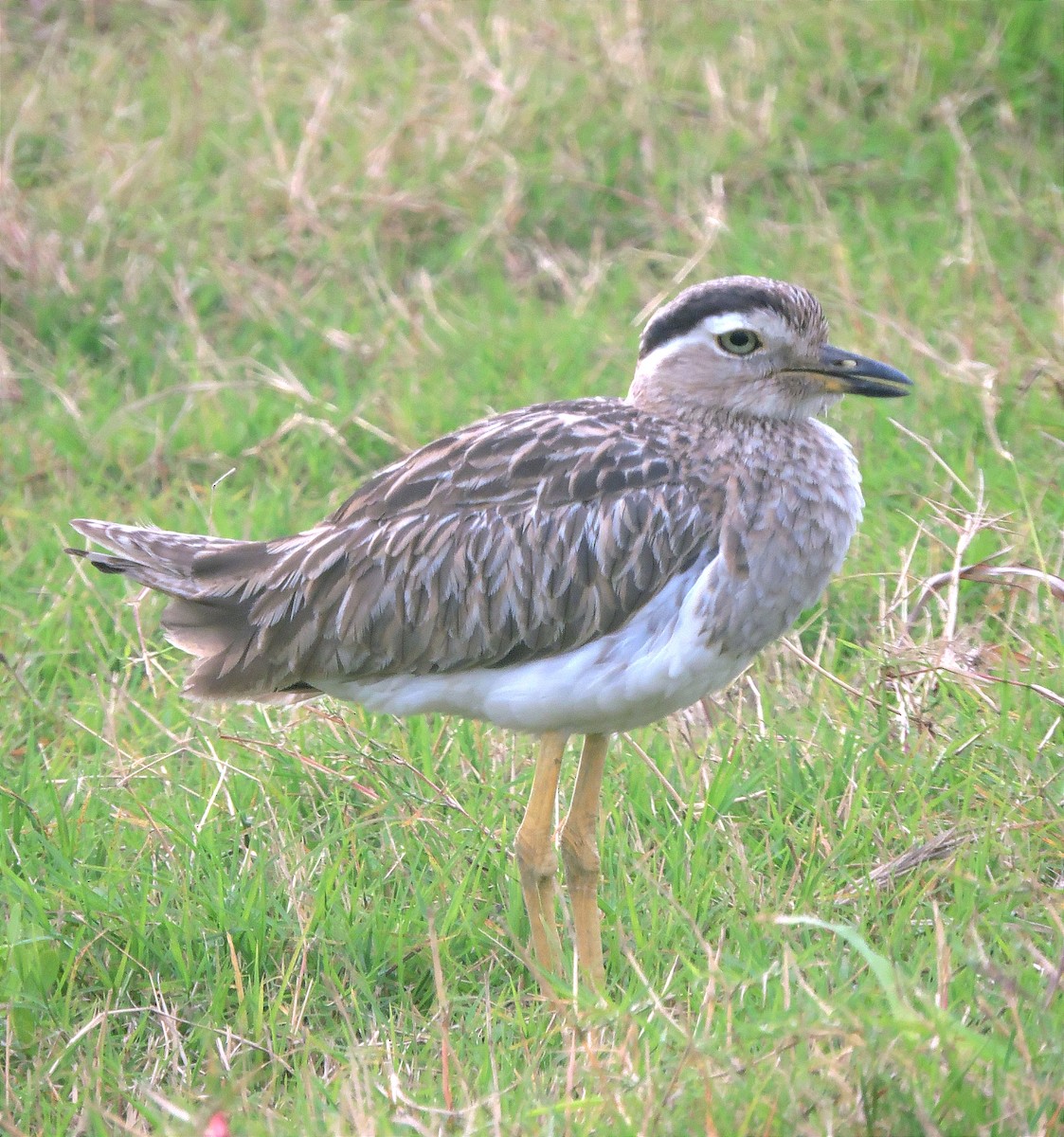 Double-striped Thick-knee - ML615373701