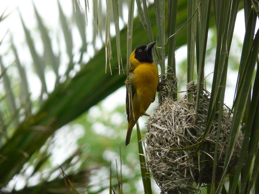 Lesser Masked-Weaver - ML615373787