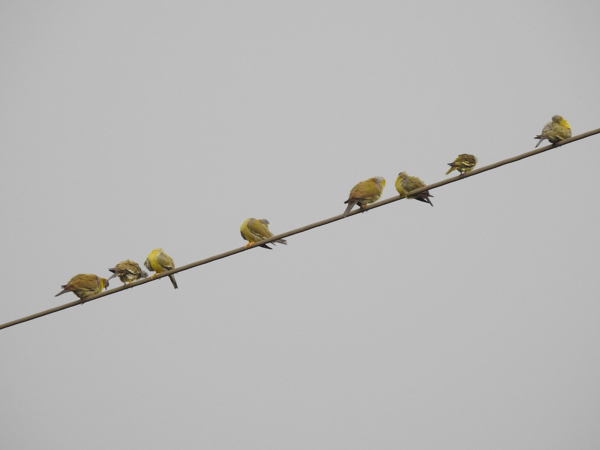 Yellow-footed Green-Pigeon - ML615373863