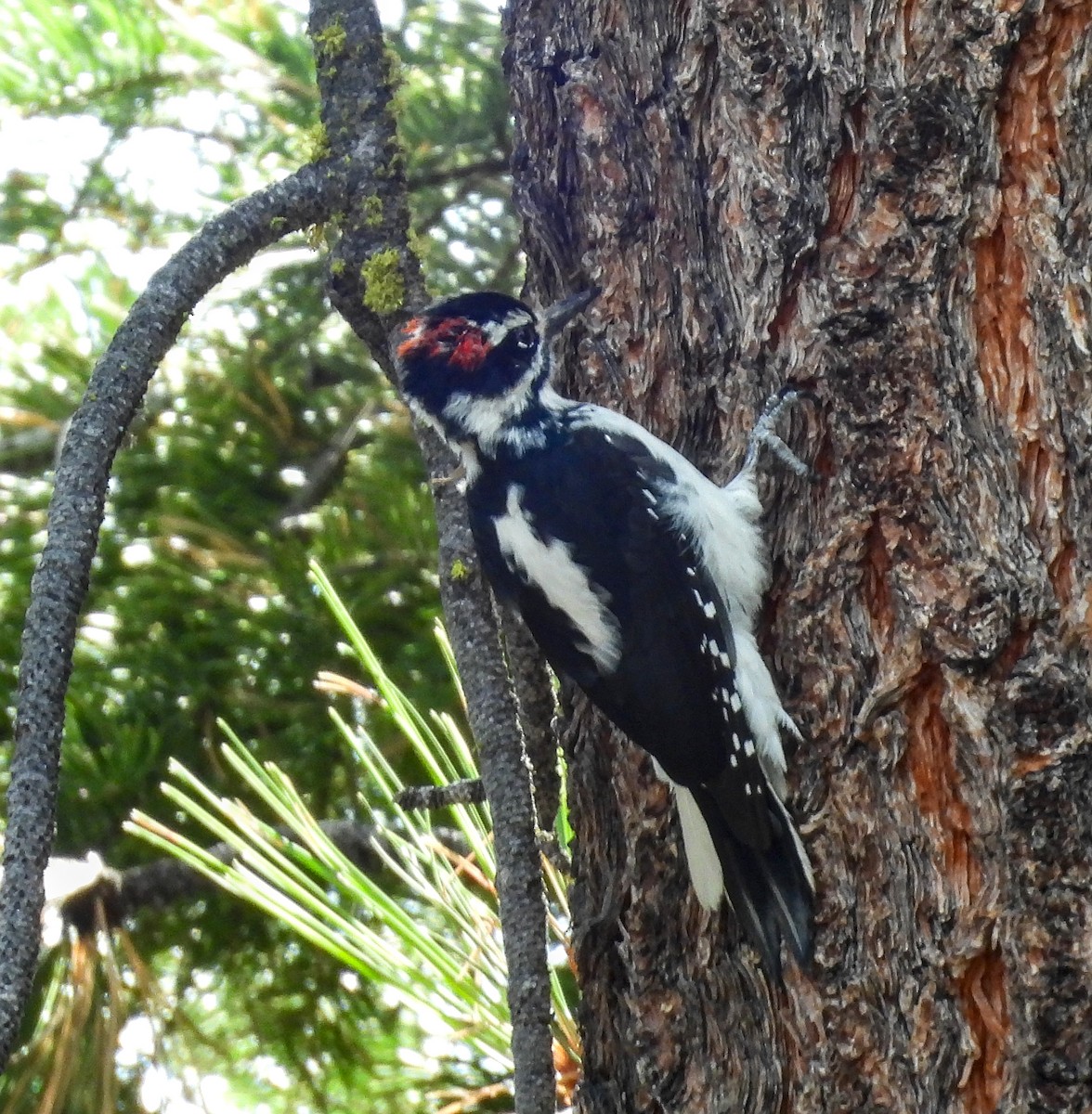 Hairy Woodpecker - ML615373889