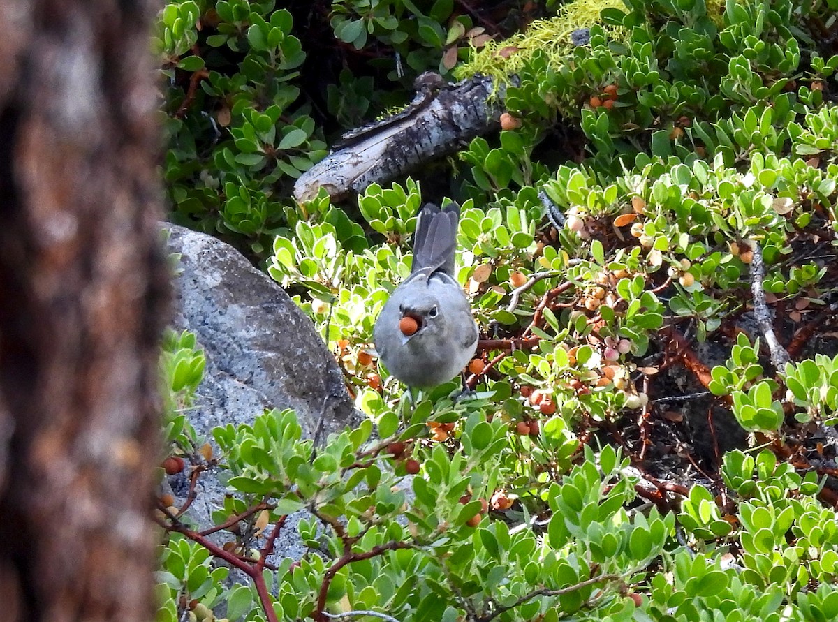 Townsend's Solitaire - ML615373924