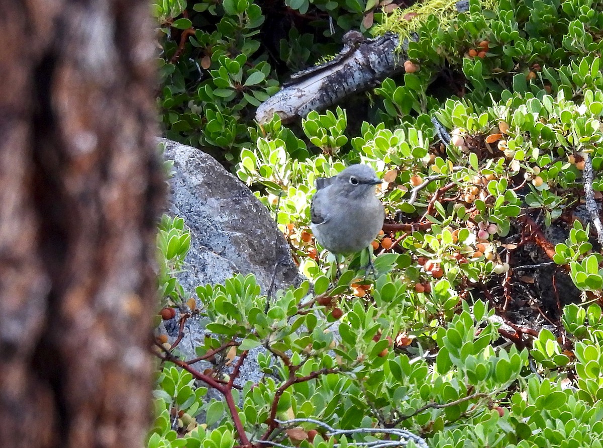 Townsend's Solitaire - ML615373925