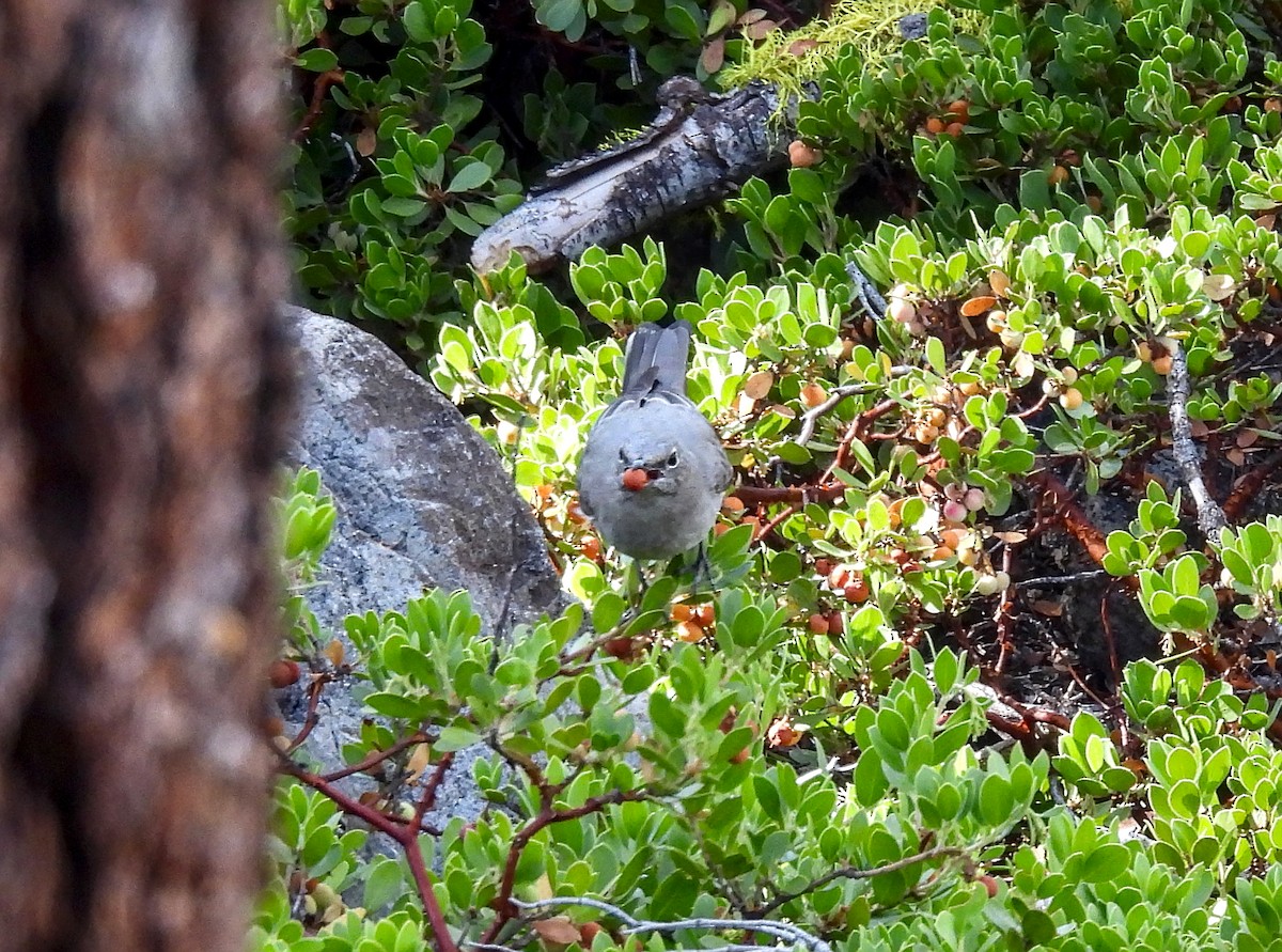 Townsend's Solitaire - ML615373926