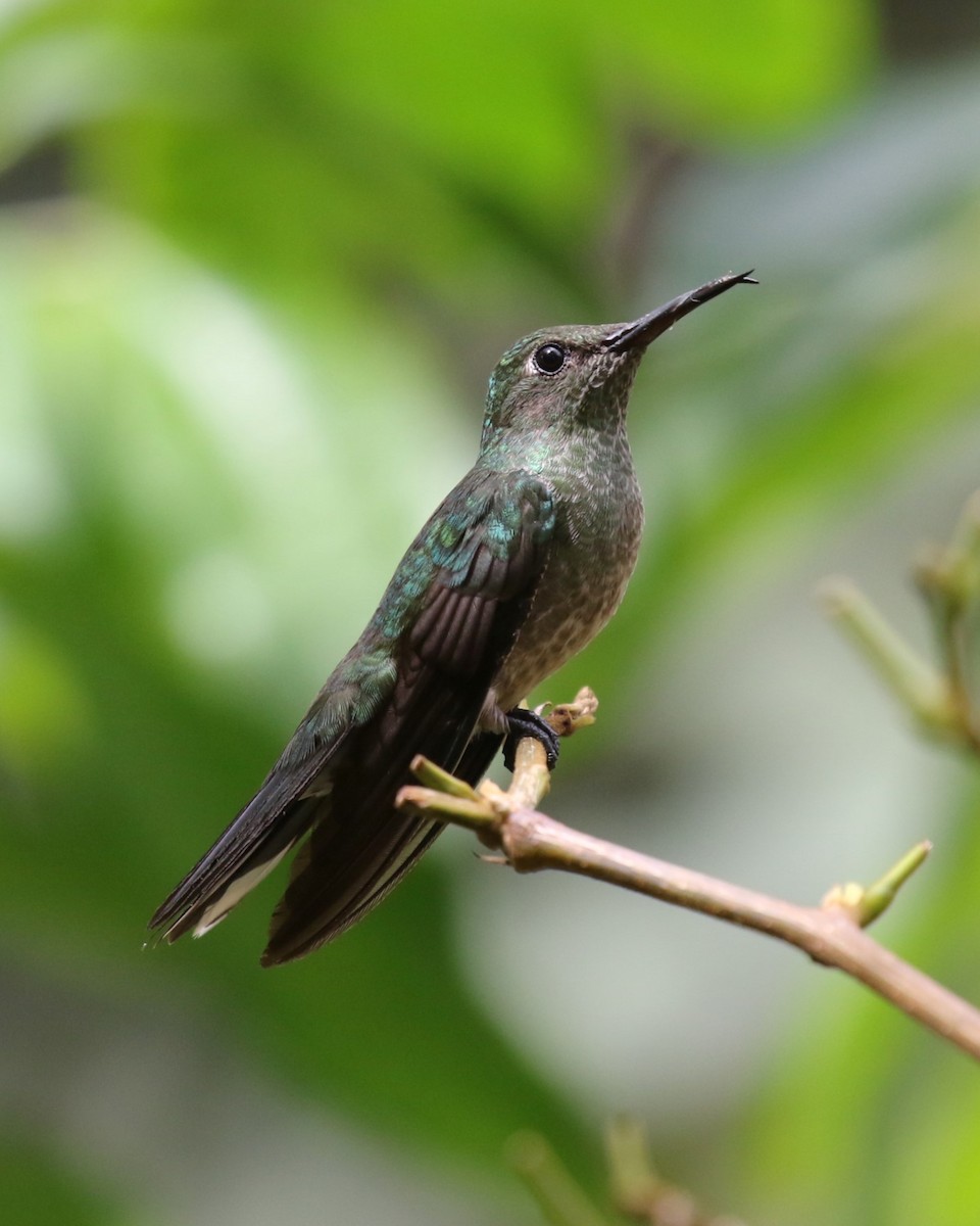 Scaly-breasted Hummingbird - David Rupp