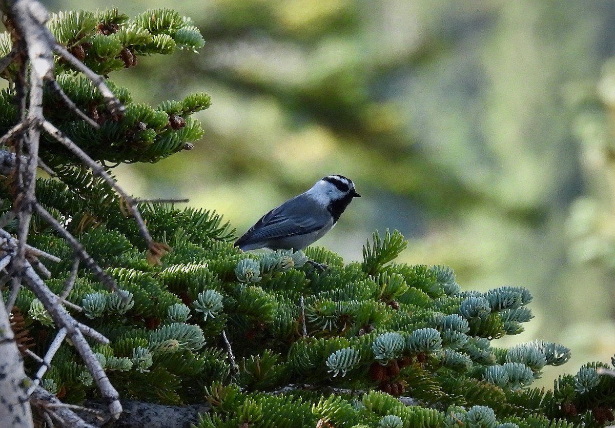 Mountain Chickadee - ML615373933