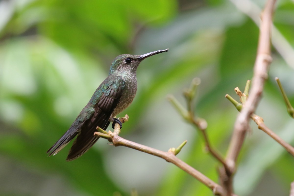 Scaly-breasted Hummingbird - David Rupp