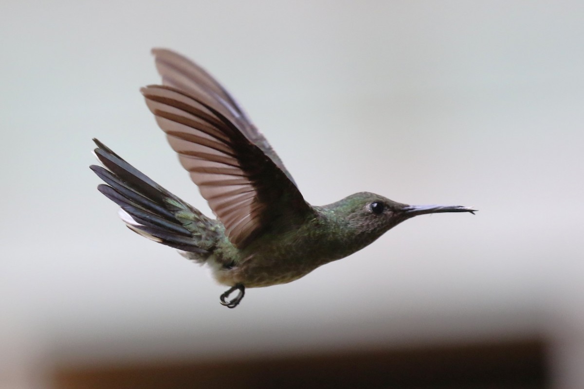 Scaly-breasted Hummingbird - David Rupp