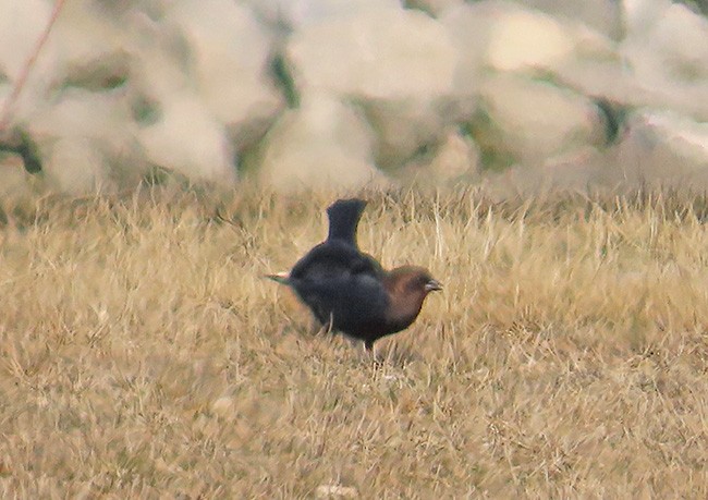 Brown-headed Cowbird - ML615373955