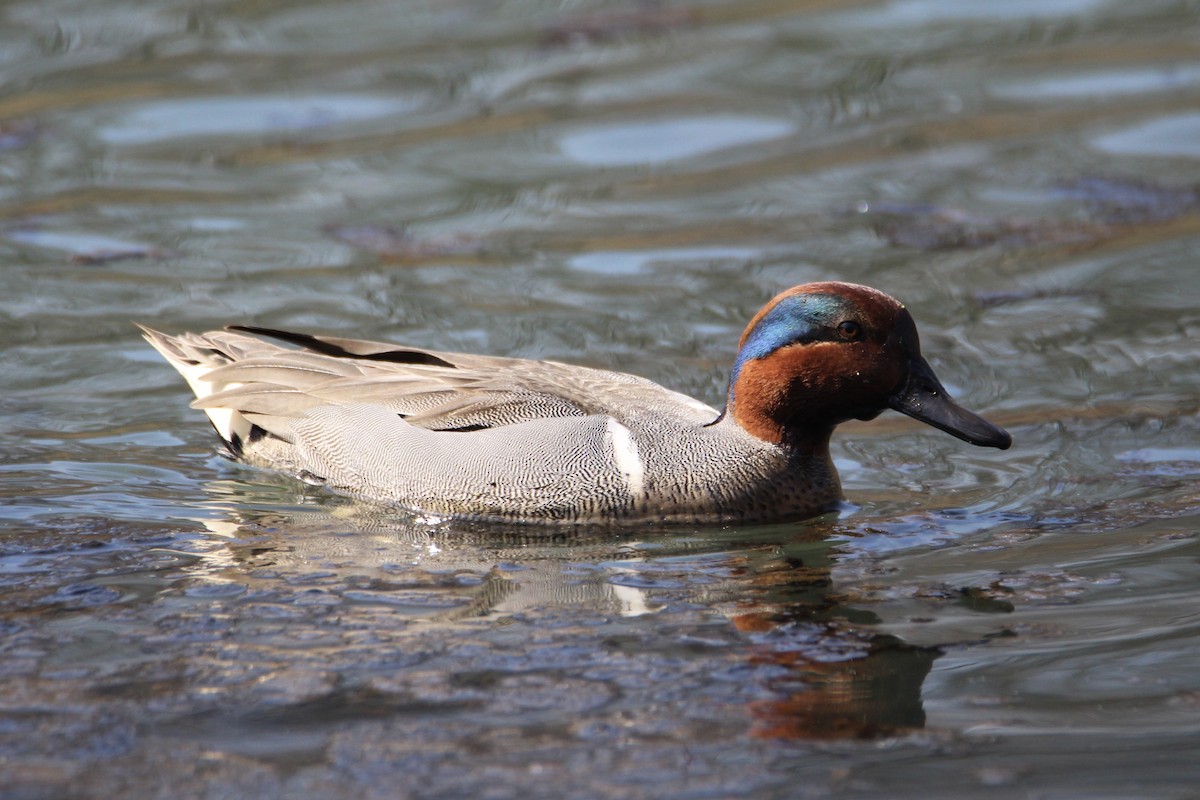 Green-winged Teal - ML615373965