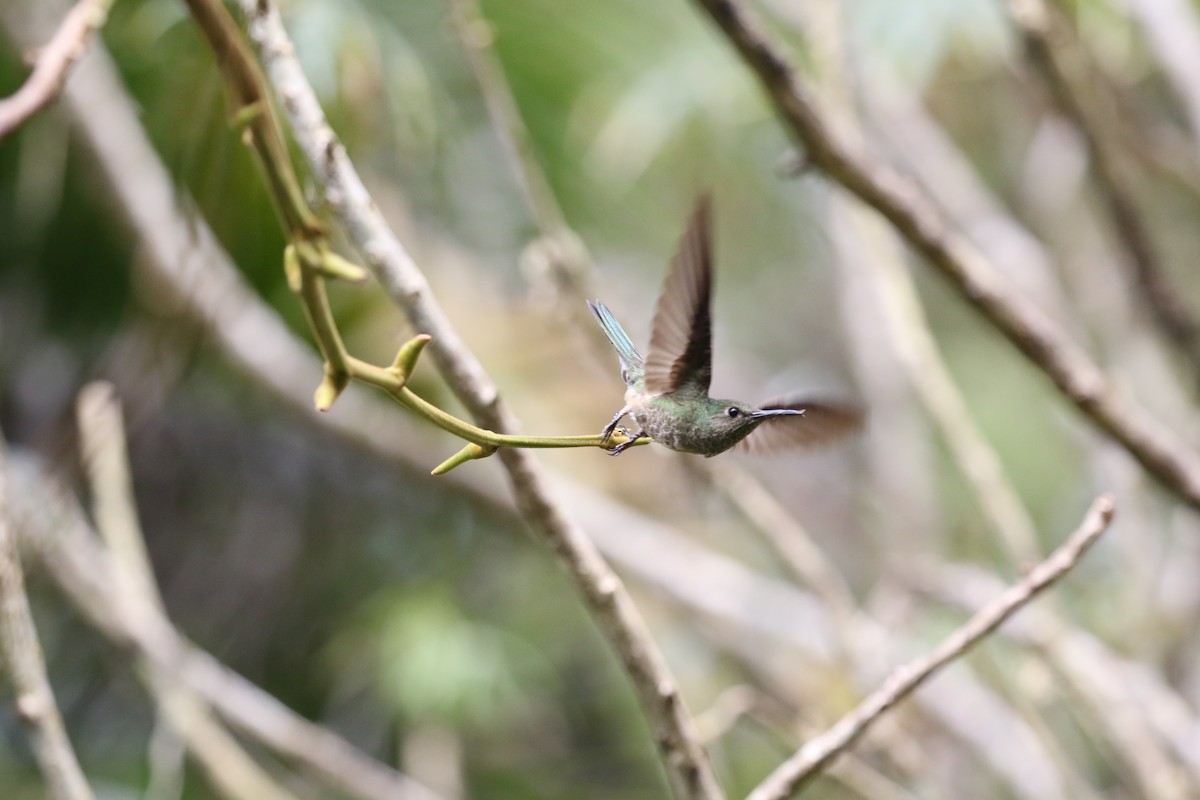 kolibřík skvrnitoprsý - ML615373967