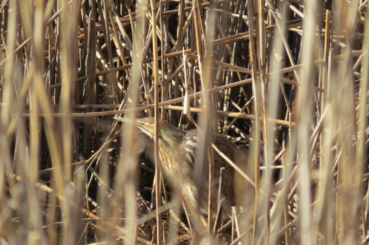 American Bittern - Carol Decker