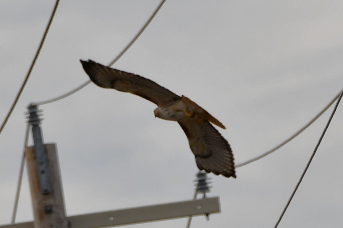 Red-tailed Hawk - ML615374051