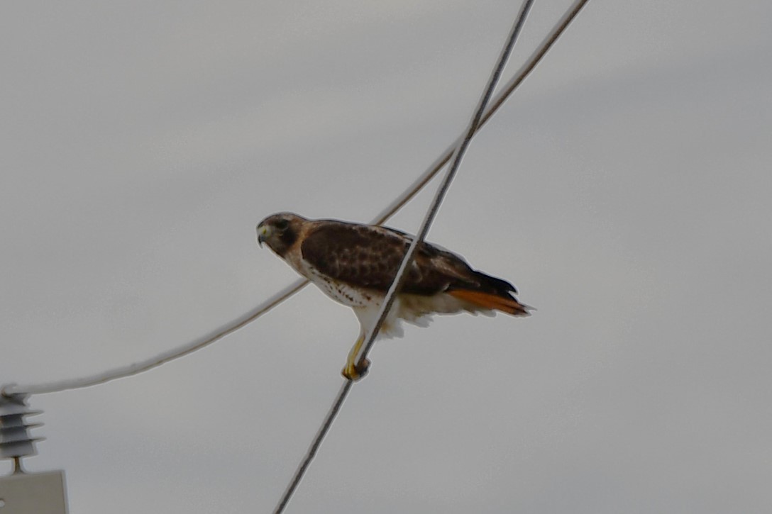 Red-tailed Hawk - ML615374052