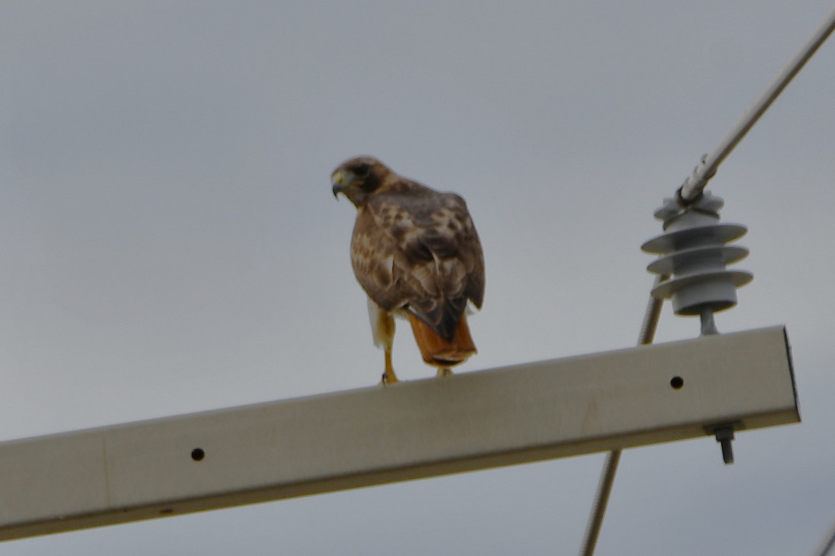 Red-tailed Hawk - ML615374054