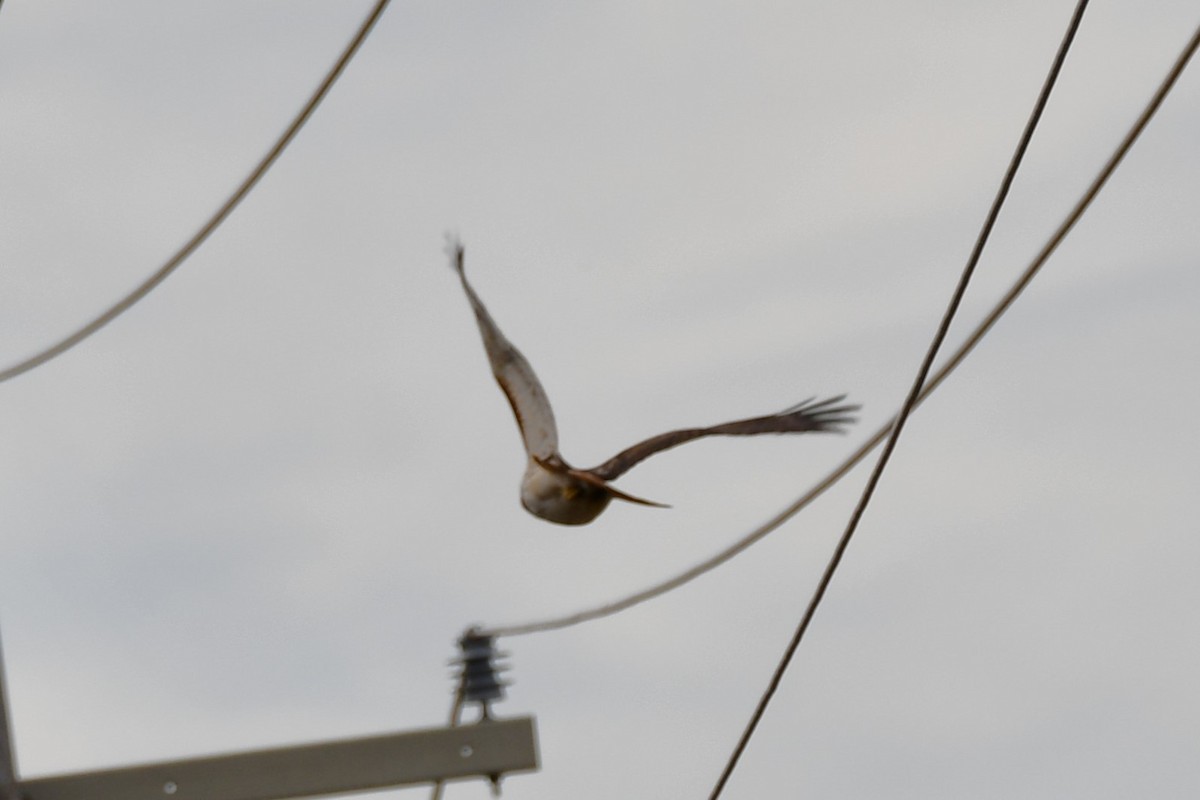 Red-tailed Hawk - ML615374055