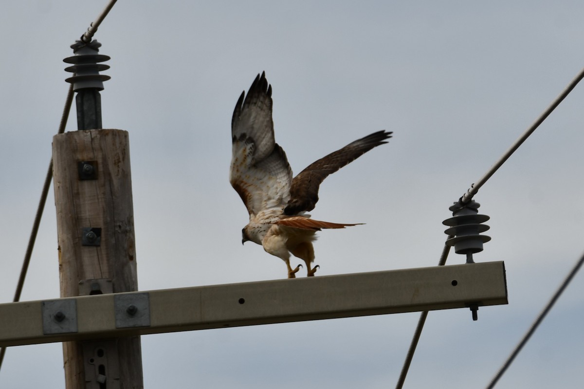 Red-tailed Hawk - ML615374057