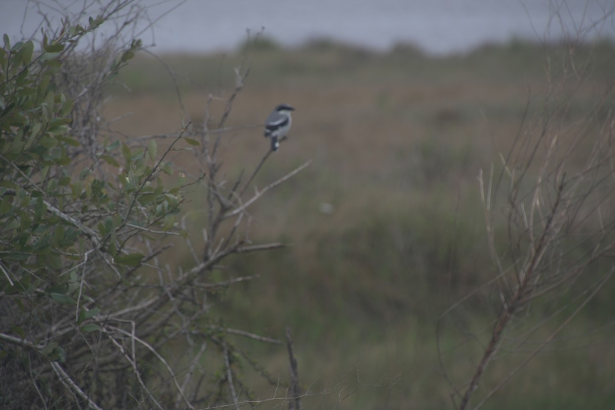 Loggerhead Shrike - ML615374084