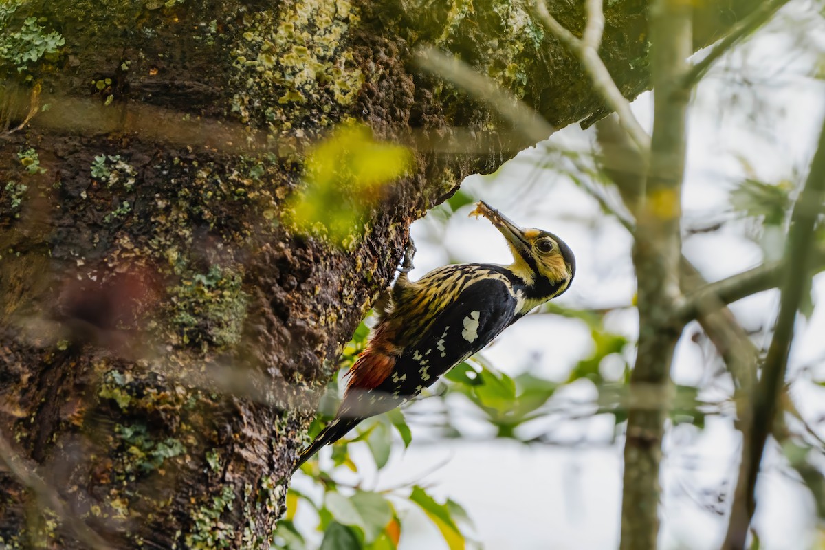 White-backed Woodpecker - ML615374110