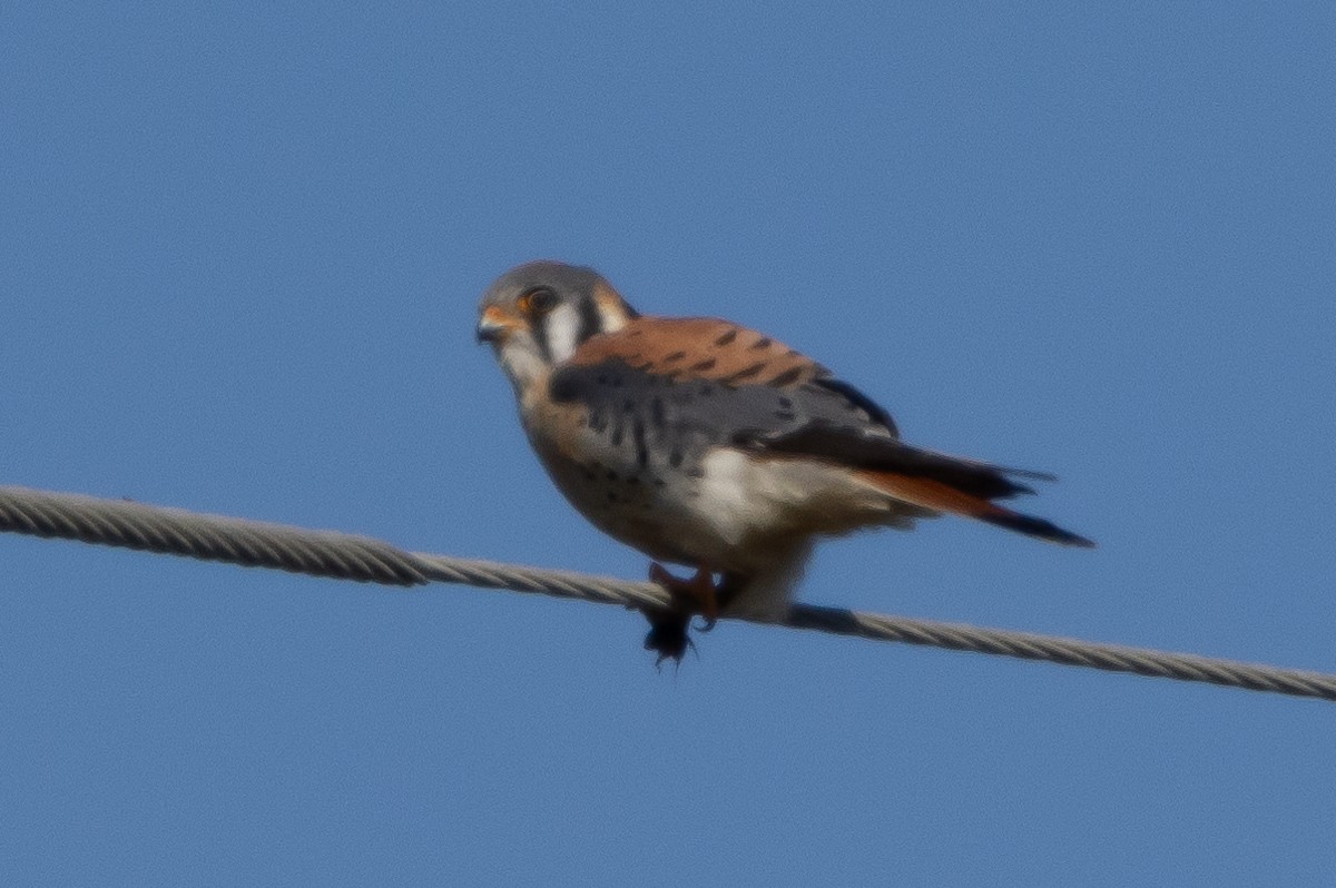 American Kestrel - Robert Raffel