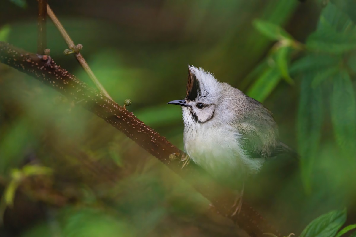 Yuhina de Taïwan - ML615374124