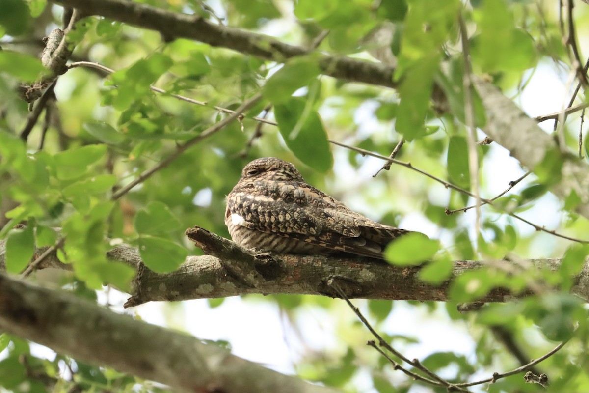 Lesser Nighthawk - ML615374156