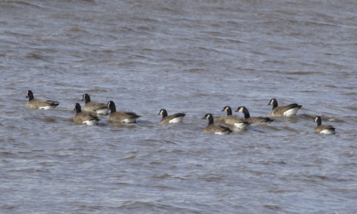 Cackling Goose - RJ Baltierra