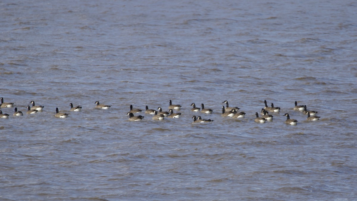 Cackling Goose - RJ Baltierra